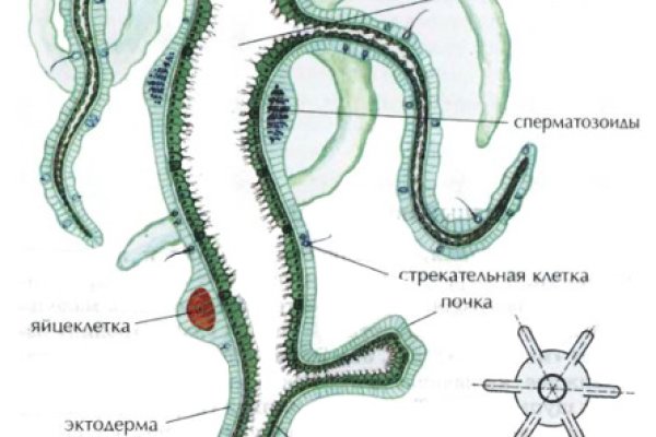 Как восстановить доступ к кракену